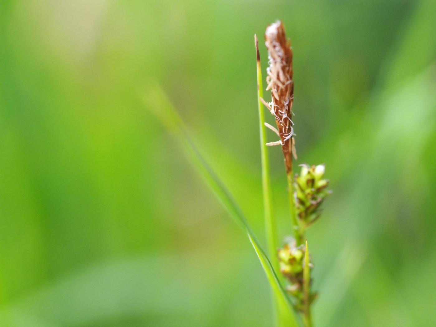 Sedge, Umbrosa plant